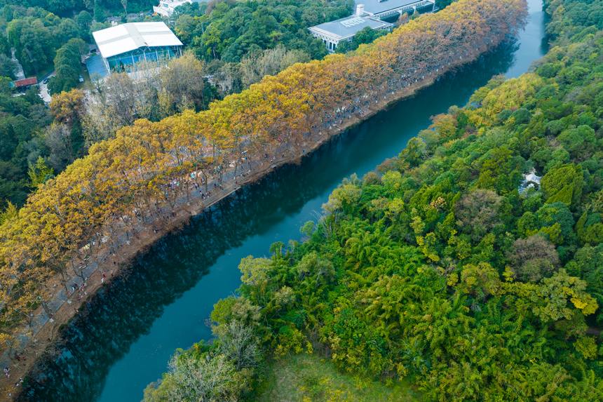 貴陽：黃金大道深秋美如畫